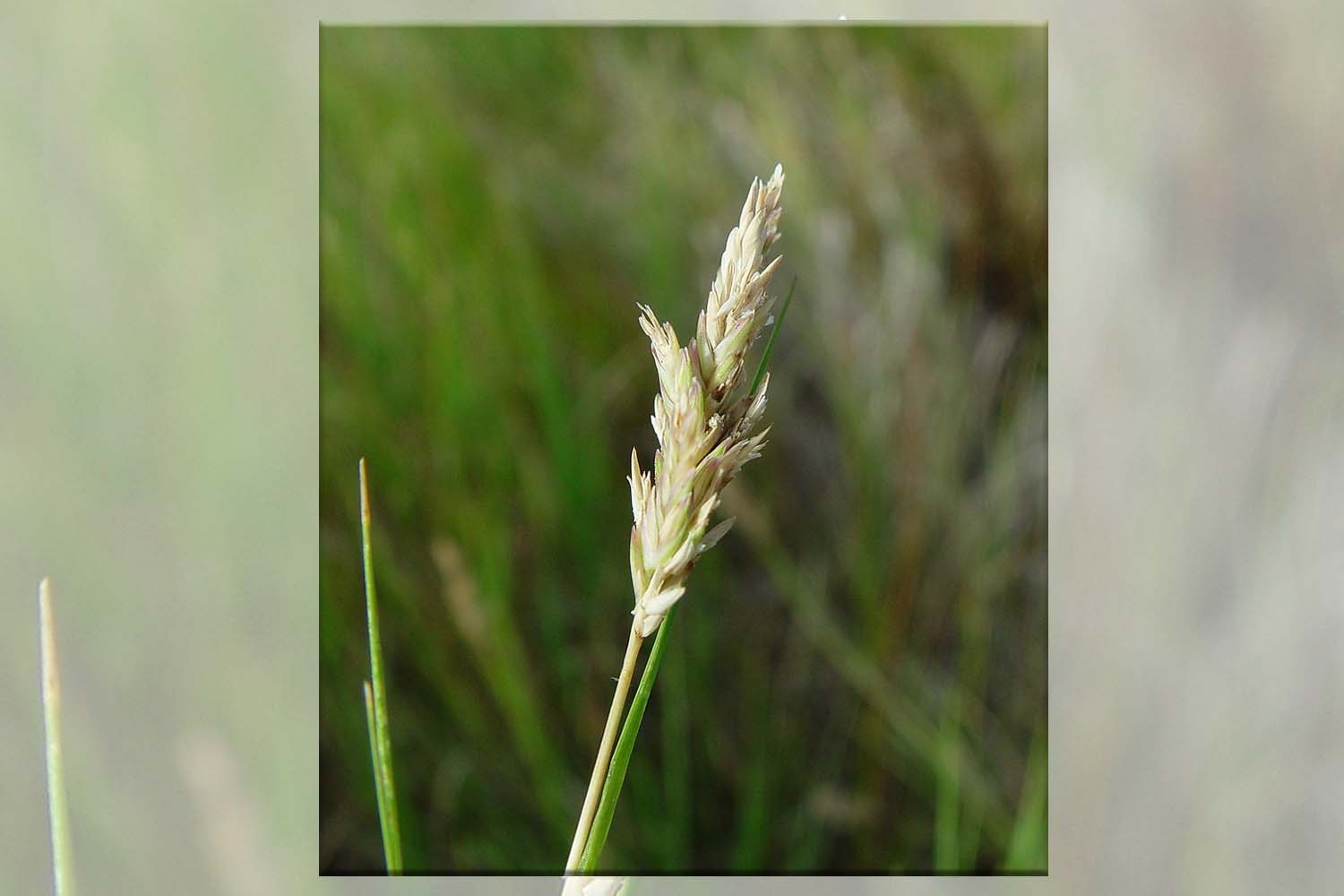 Distichlis spicata — saltgrass Suffolk Hydroseeding.com 